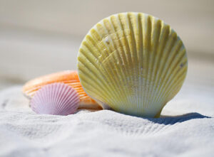 shells-summer-beach