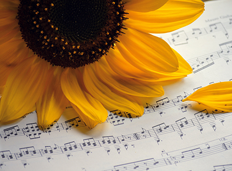 sunflower-sheet-music